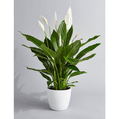 are peace lily plants toxic to cats