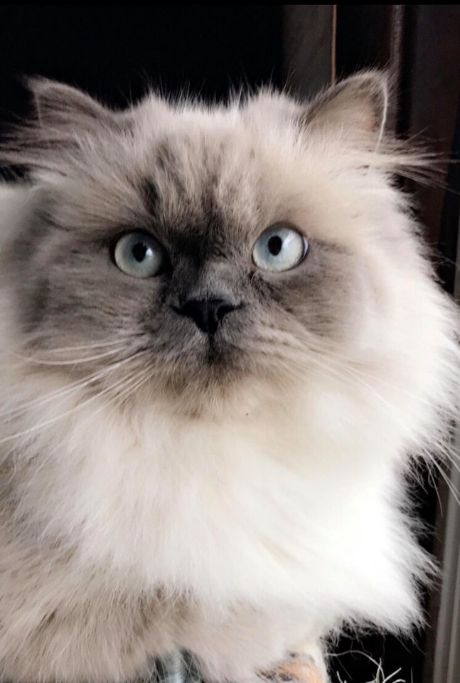 Adoptions - Browncoat Cat Rescue